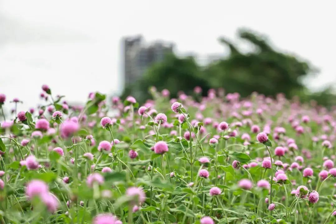 1688098150120148.jpg 15.jpg